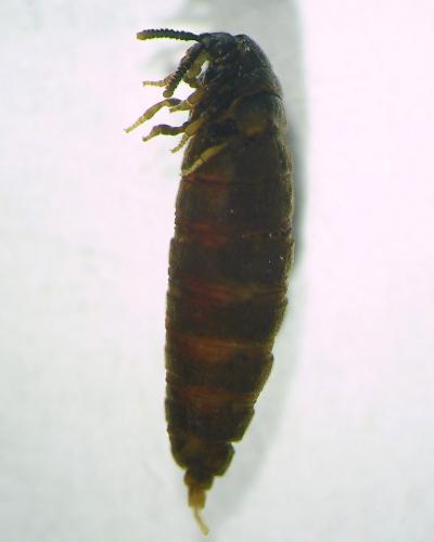 Ripidius quadriceps