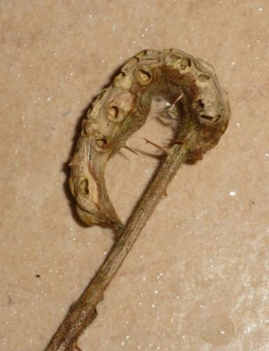 Diastrophus rubi
