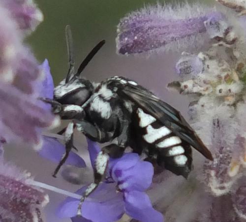 Thyreus ramosus