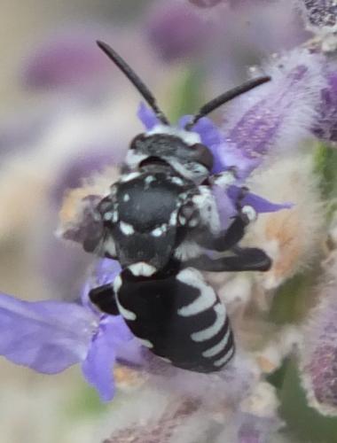 Thyreus ramosus