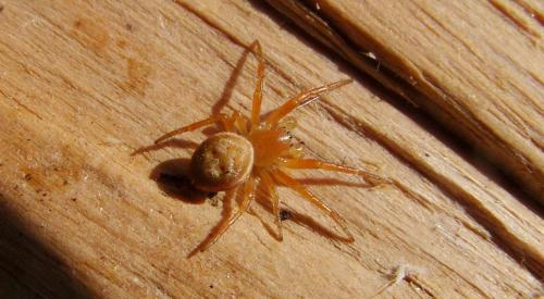 Araniella sp.