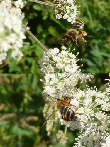 Andrena flavipes
