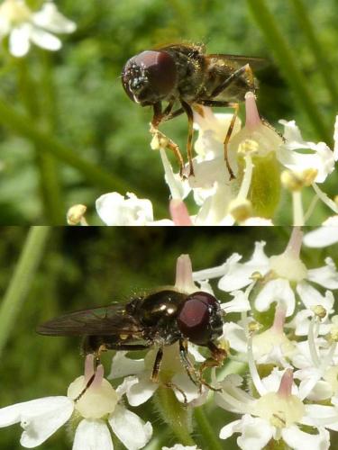Réf. 93 154 : Cheilosia sp.