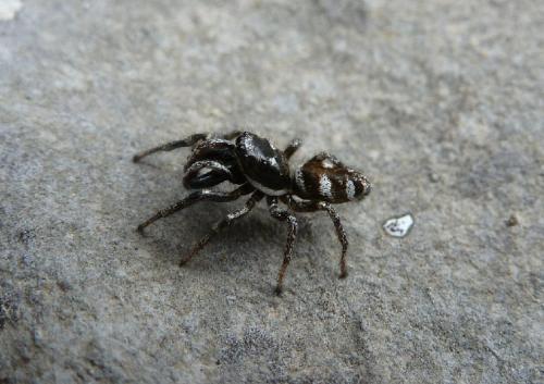 Salticus scenicus