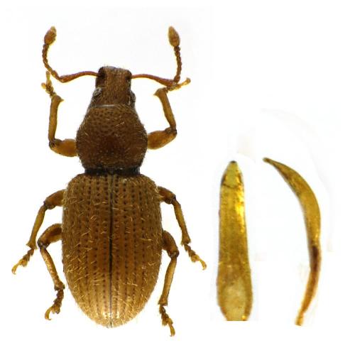 Réf. 93 310 : Exomias scheuerni