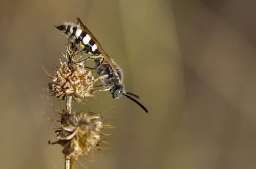 Colpa sexmaculata