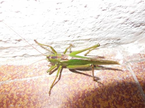 Tettigonia viridissima