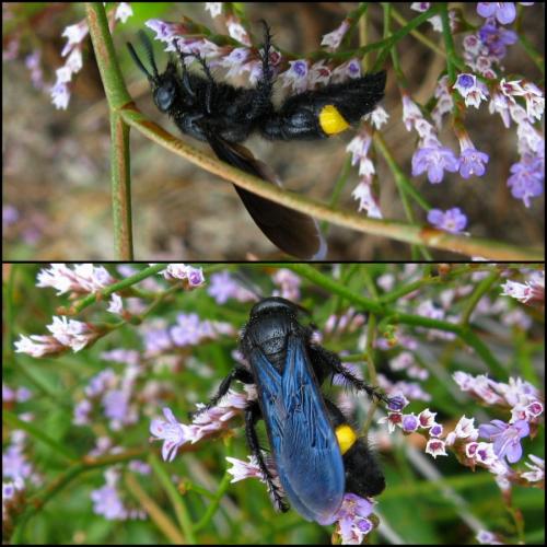 Réf. 93 096 : Scolia hirta unifasciata