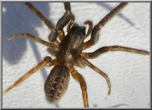 Segestria florentina