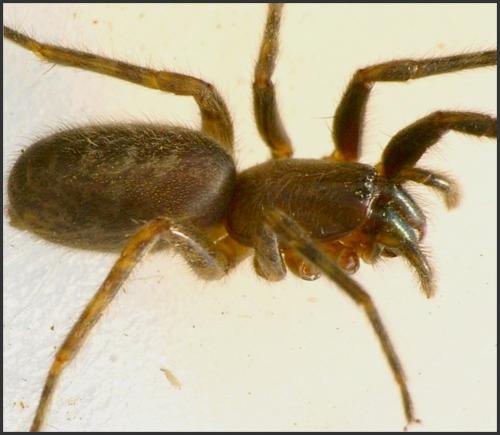 Réf. 93 284 : Segestria sp.