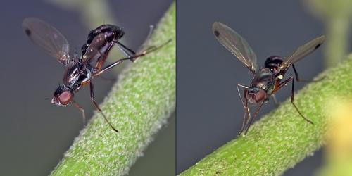 Réf. 93 397 : Sepsis sp.