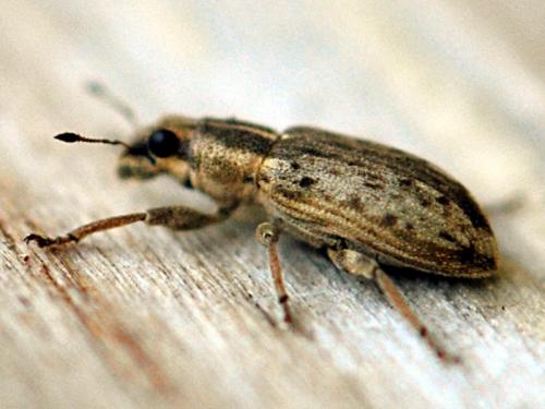 Réf. 93 341 : Sitona discoideus