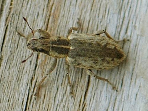 Réf. 93 134 : Sitona discoideus
