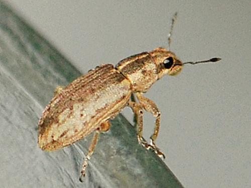 Sitona discoideus