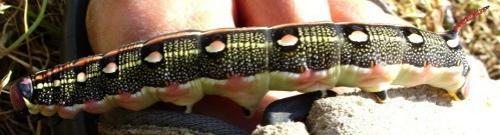 Hyles livornica