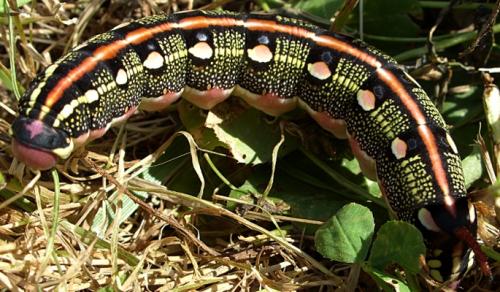 Hyles livornica