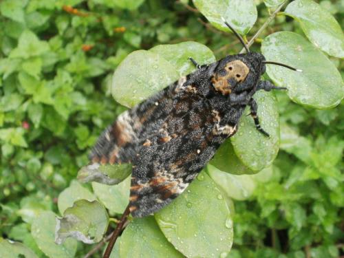 Réf. 93 326 : Acherontia atropos