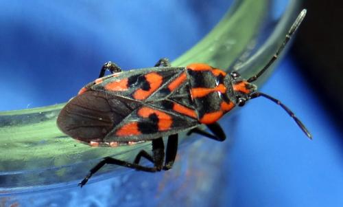 Réf. 93 038 : Spilostethus saxatilis