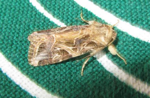 Spodoptera littoralis