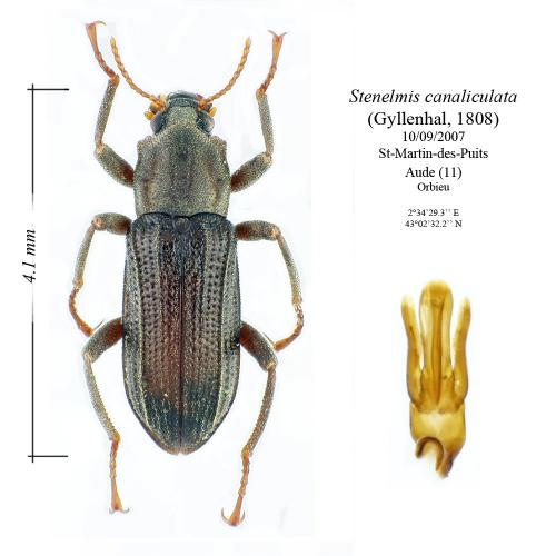 Stenelmis canaliculata