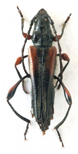 Réf. 93 886 : Stenopterus ater