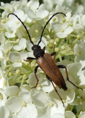 Réf. 93 458 : Stictoleptura rubra