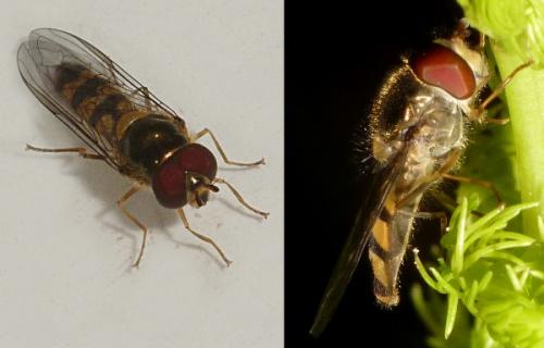 Réf. 93 327 : Meliscaeva sp.