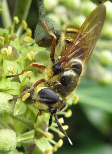 Callicera spinolae