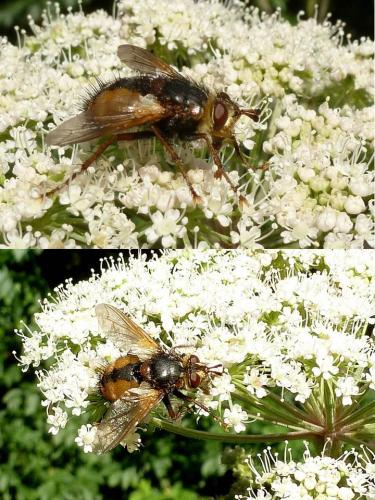 Tachina fera