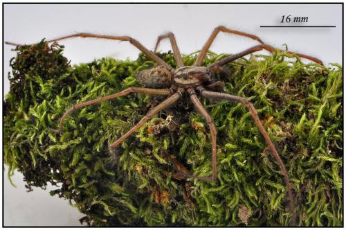 Eratigena saeva