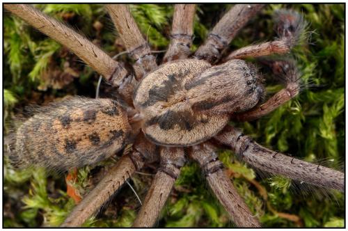 Eratigena saeva