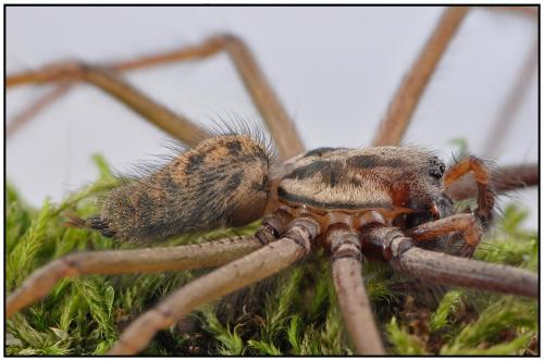 Eratigena saeva