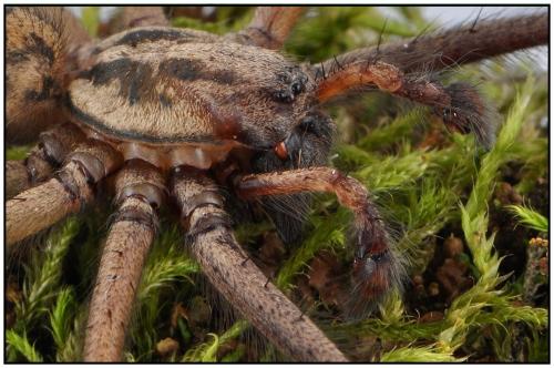 Eratigena saeva