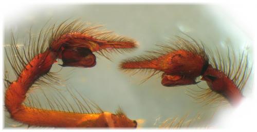 Eratigena saeva