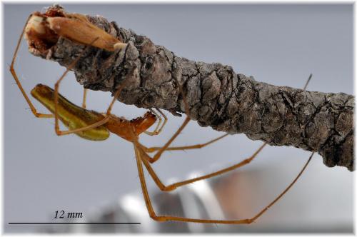 Réf. 93 751 : Tetragnatha sp.