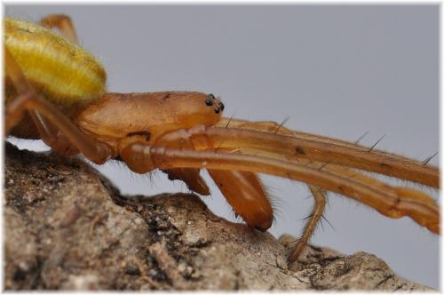 Tetragnatha sp.