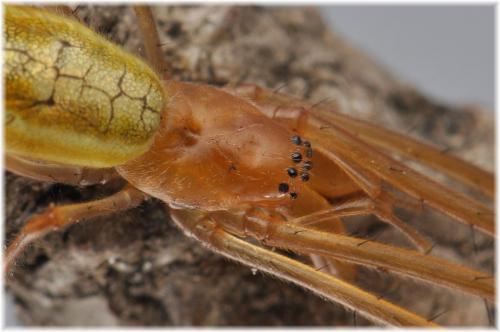 Tetragnatha sp.