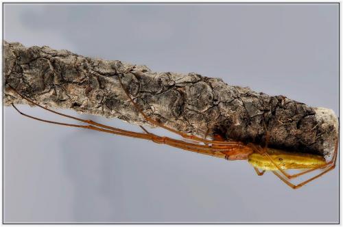 Réf. 93 753 : Tetragnatha sp.