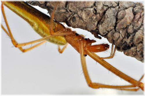 Réf. 93 752 : Tetragnatha sp.