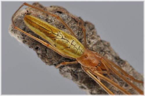 Réf. 93 754 : Tetragnatha sp.
