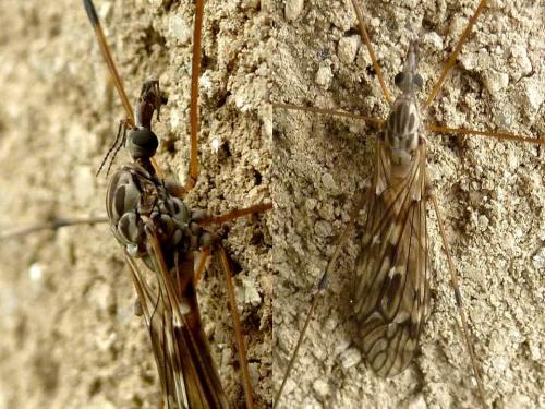 Tipula sp.
