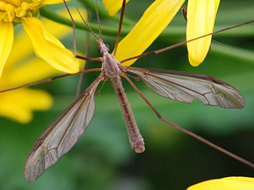 Réf. 93 457 : Tipula sp.
