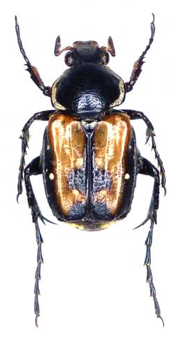 Réf. 93 927 : Stripsipher longipes