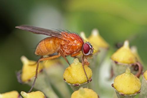 Réf. 93 174 : Thricops diaphanus