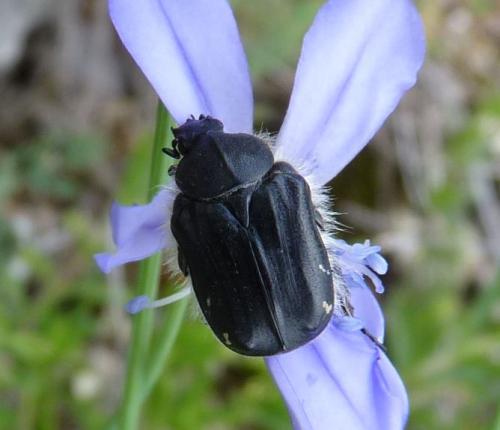Tropinota hirta