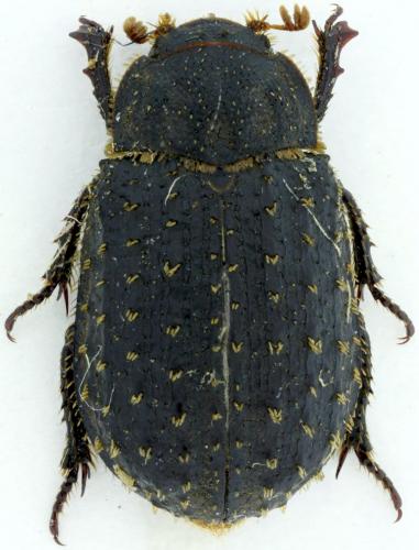 Trox sp.