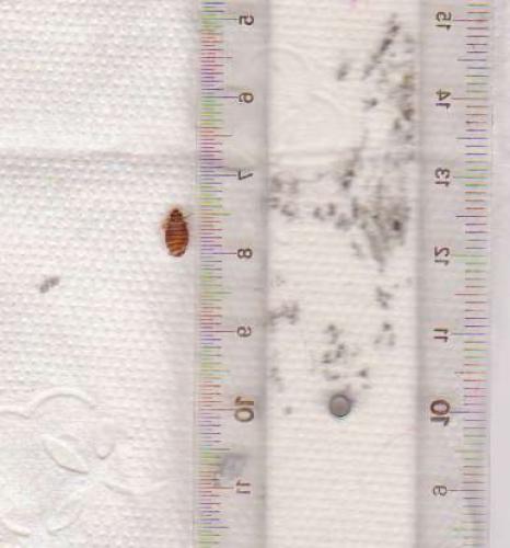 Cimex lectularius