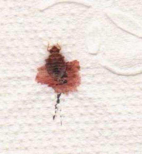 Cimex lectularius