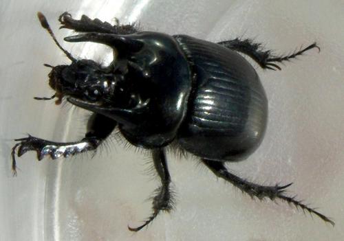 Typhaeus typhoeus