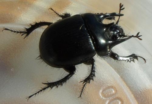 Réf. 93 511 : Typhaeus typhoeus